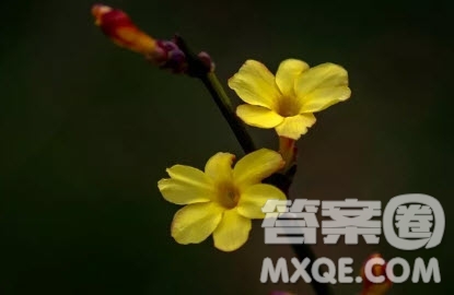 迎春花作文 關于迎春花的作文500字