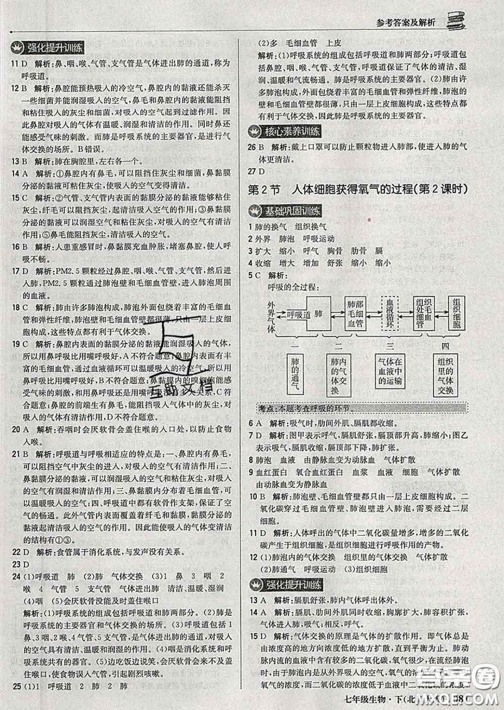 2020新版1加1輕巧奪冠優(yōu)化訓(xùn)練七年級(jí)生物下冊(cè)北師版答案