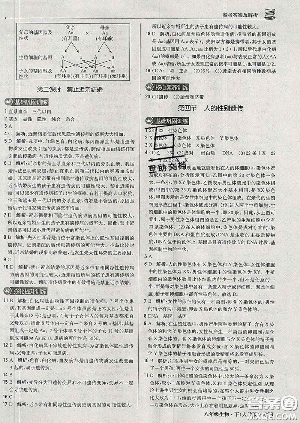 2020新版1加1輕巧奪冠優(yōu)化訓(xùn)練八年級(jí)生物下冊(cè)人教版答案