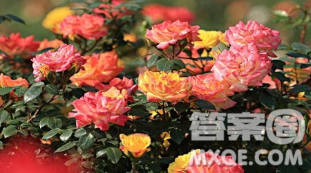 寫月季花的小學(xué)生作文300字 關(guān)于寫月季花的小學(xué)生作文300字