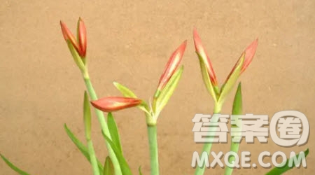 寫植物文竹的作文300字 描寫植物文竹的作文300字