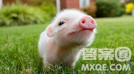 我的動物朋友作文400字 以我的動物朋友為題作文400字