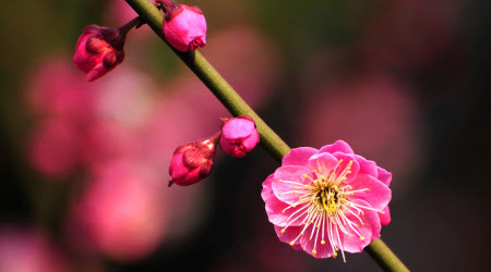 關(guān)于寫(xiě)梅花的作文600字 與梅花相關(guān)的話(huà)題作文600字