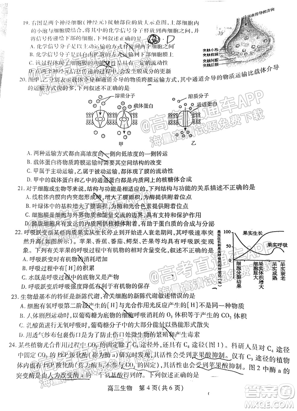 2022屆安徽鼎尖教育高三10月聯(lián)考生物試題及答案