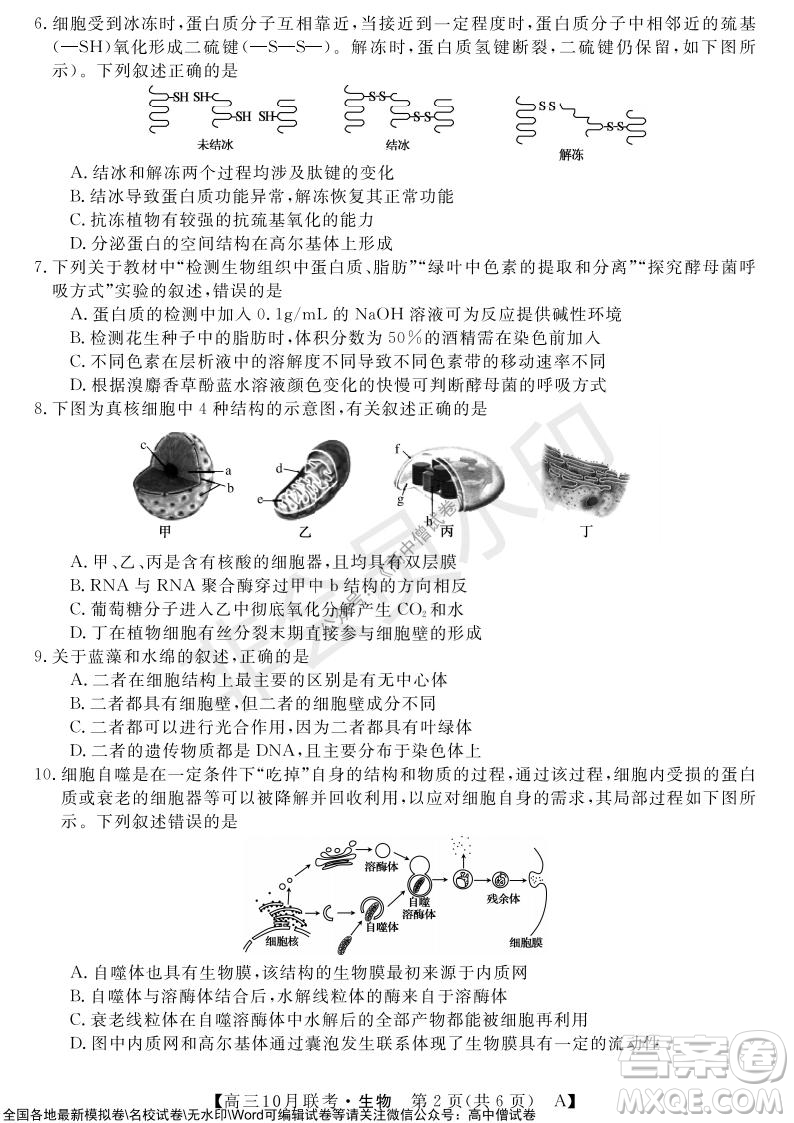 河南省名校聯(lián)盟2021-2022學(xué)年高三上學(xué)期10月聯(lián)考生物試題及答案