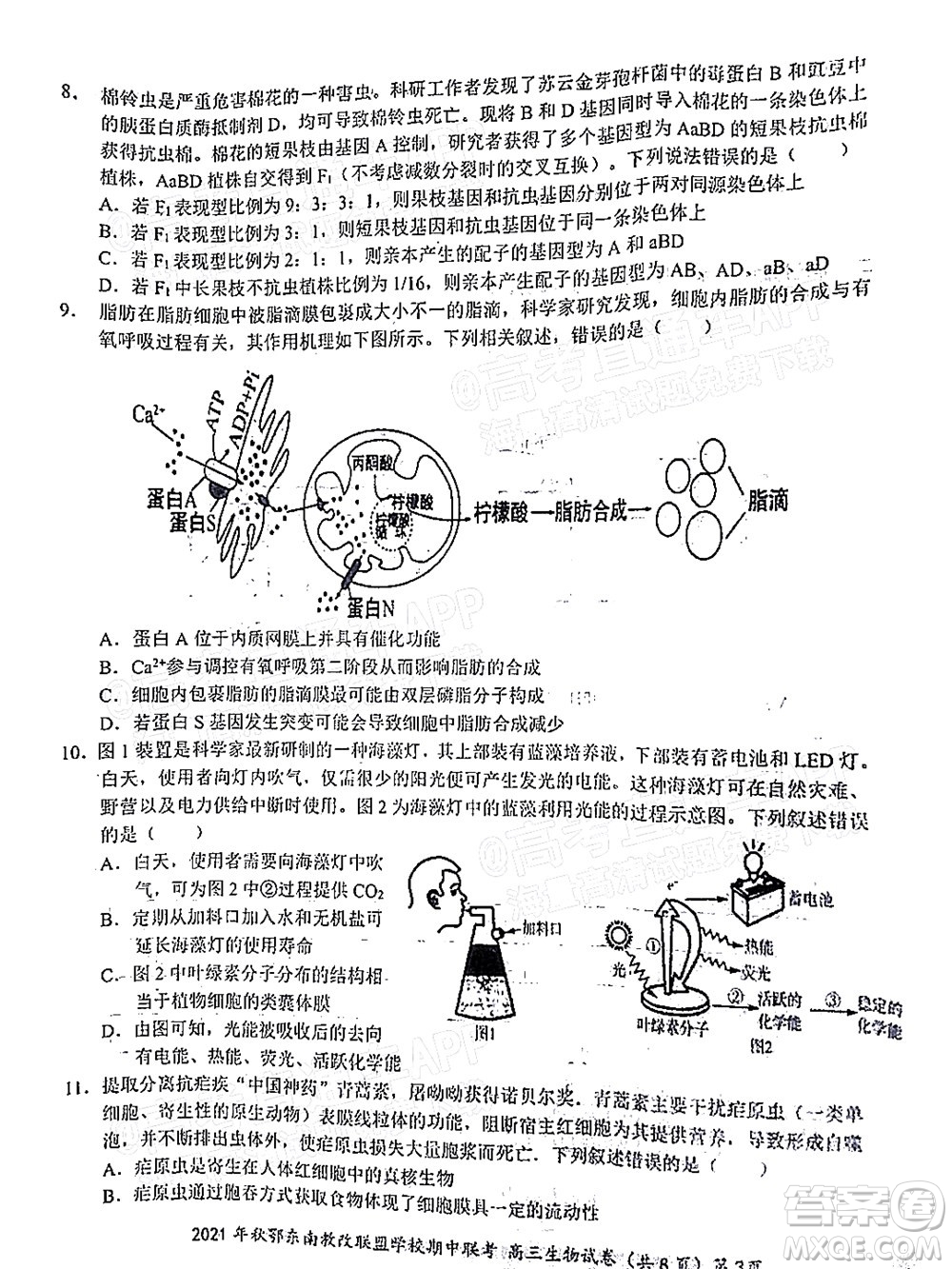 2021年秋季鄂東南省級(jí)示范高中教育教學(xué)改革聯(lián)盟學(xué)校期中聯(lián)考高三生物試題及答案