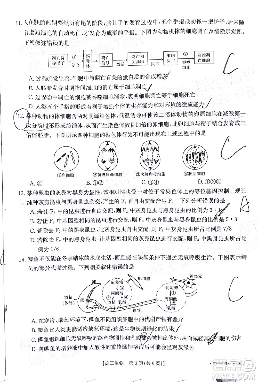 2022屆福建金太陽高三期中考試生物試題及答案