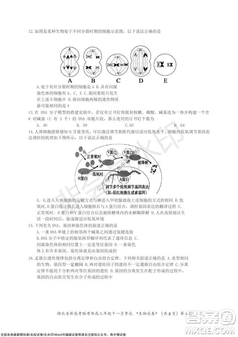 2021年湖北省新高考協(xié)作體高三年級十一月考試生物試題及答案