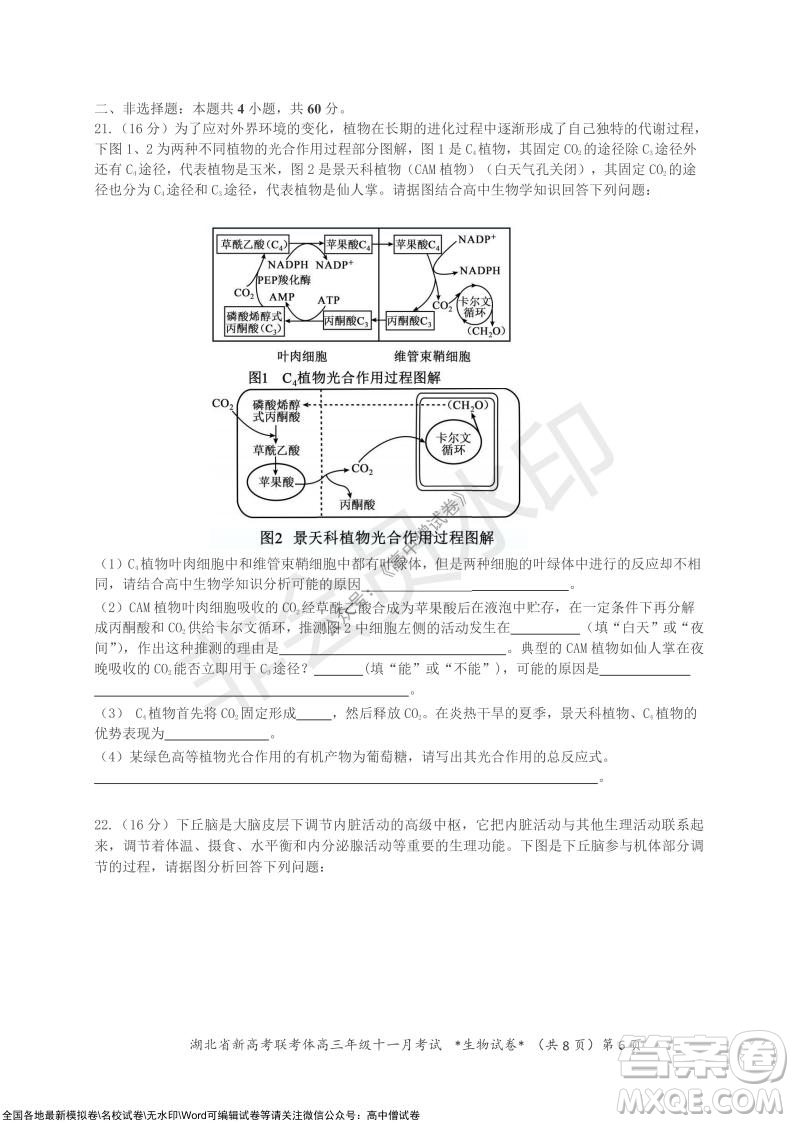 2021年湖北省新高考協(xié)作體高三年級十一月考試生物試題及答案