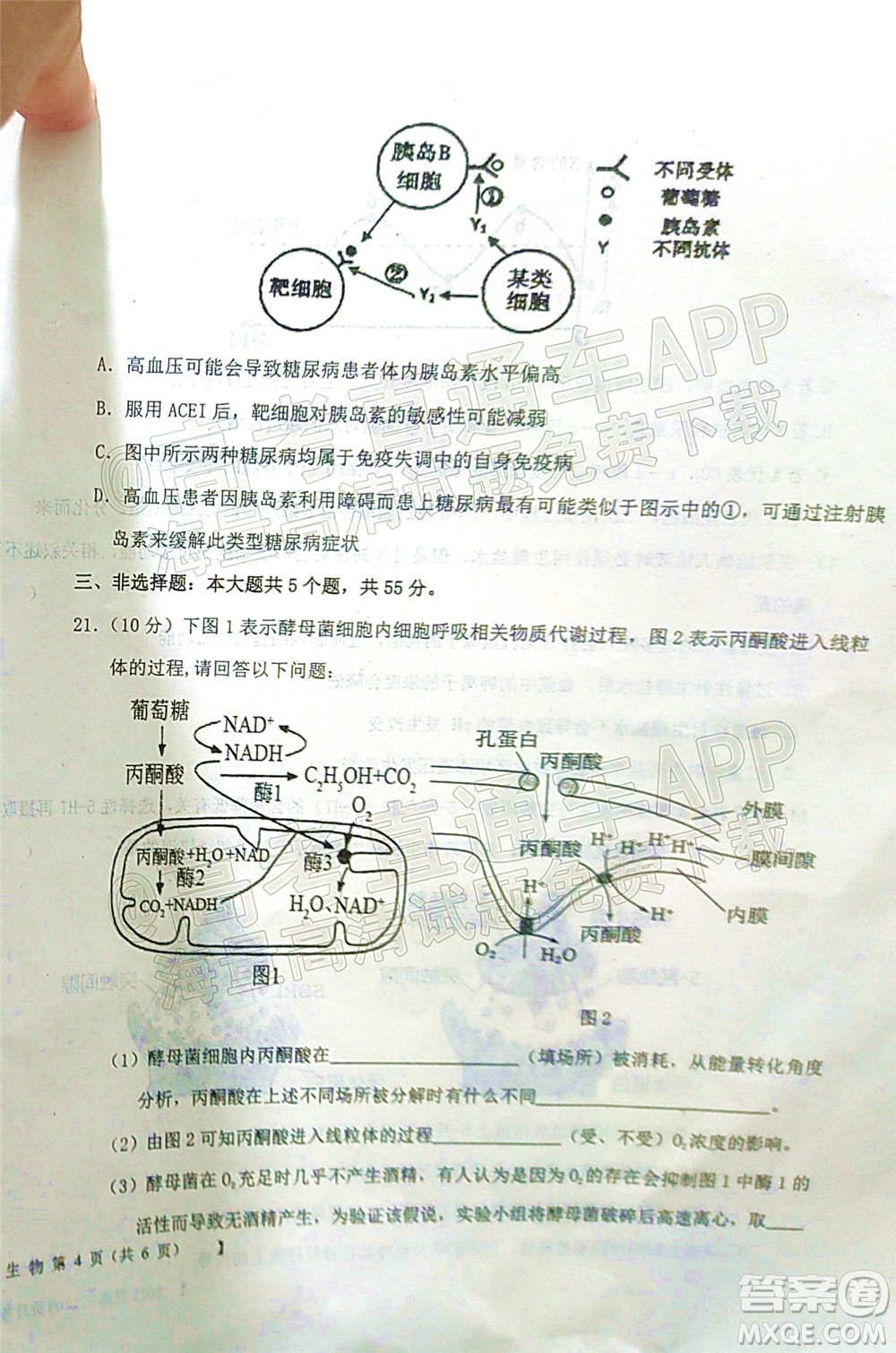 鐵嶺市六校協(xié)作體2021-2022學年度高三四聯(lián)考試生物試卷及答案