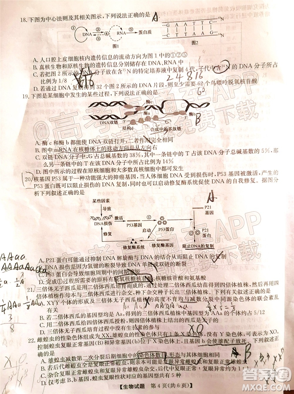 蒙城一中渦陽一中淮南一中懷遠一中潁上一中2022屆高三第一次五校聯(lián)考生物試題及答案