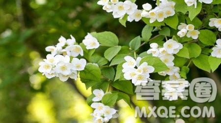 路上的梨花開(kāi)了作文600字 以路上的梨花開(kāi)了為題的作文600字