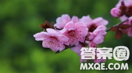 學寫兒童詩四年級范文2篇 關于學寫兒童詩的四年級范文2篇