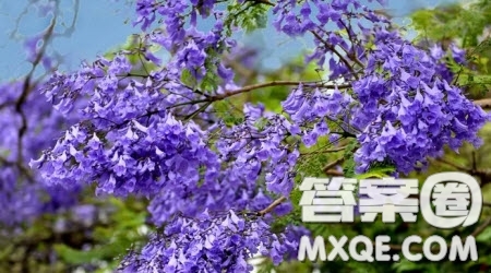 寫藍花楹的作文600字 關(guān)于寫藍花楹的作文600字