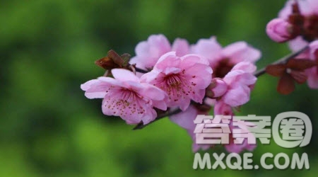 幸得識卿桃花面為題作文600字 以幸得識卿桃花面為題的作文600字