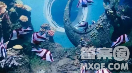 大魚和小魚的故事作文400字 關(guān)于大魚和小魚的故事的作文400字