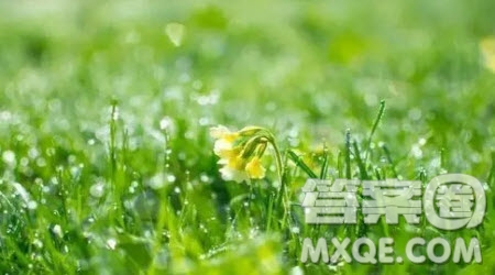 晨雨為題作文400字 以晨雨為題的作文400字