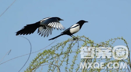 別攔著我飛翔為題作文600字 關于別攔著我飛翔為題目的作文600字