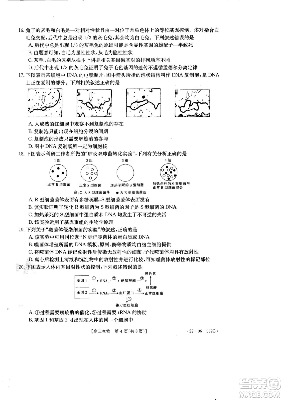 洛陽創(chuàng)新發(fā)展聯(lián)盟2023屆高三摸底考試生物試題及答案