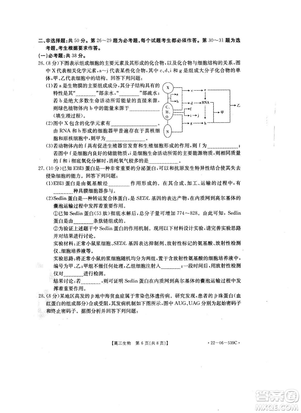 洛陽創(chuàng)新發(fā)展聯(lián)盟2023屆高三摸底考試生物試題及答案