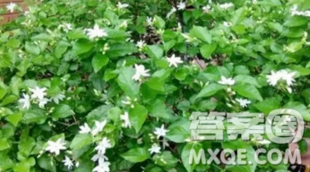 我愛(ài)茉莉花作文400字 關(guān)于我愛(ài)茉莉花的作文400字