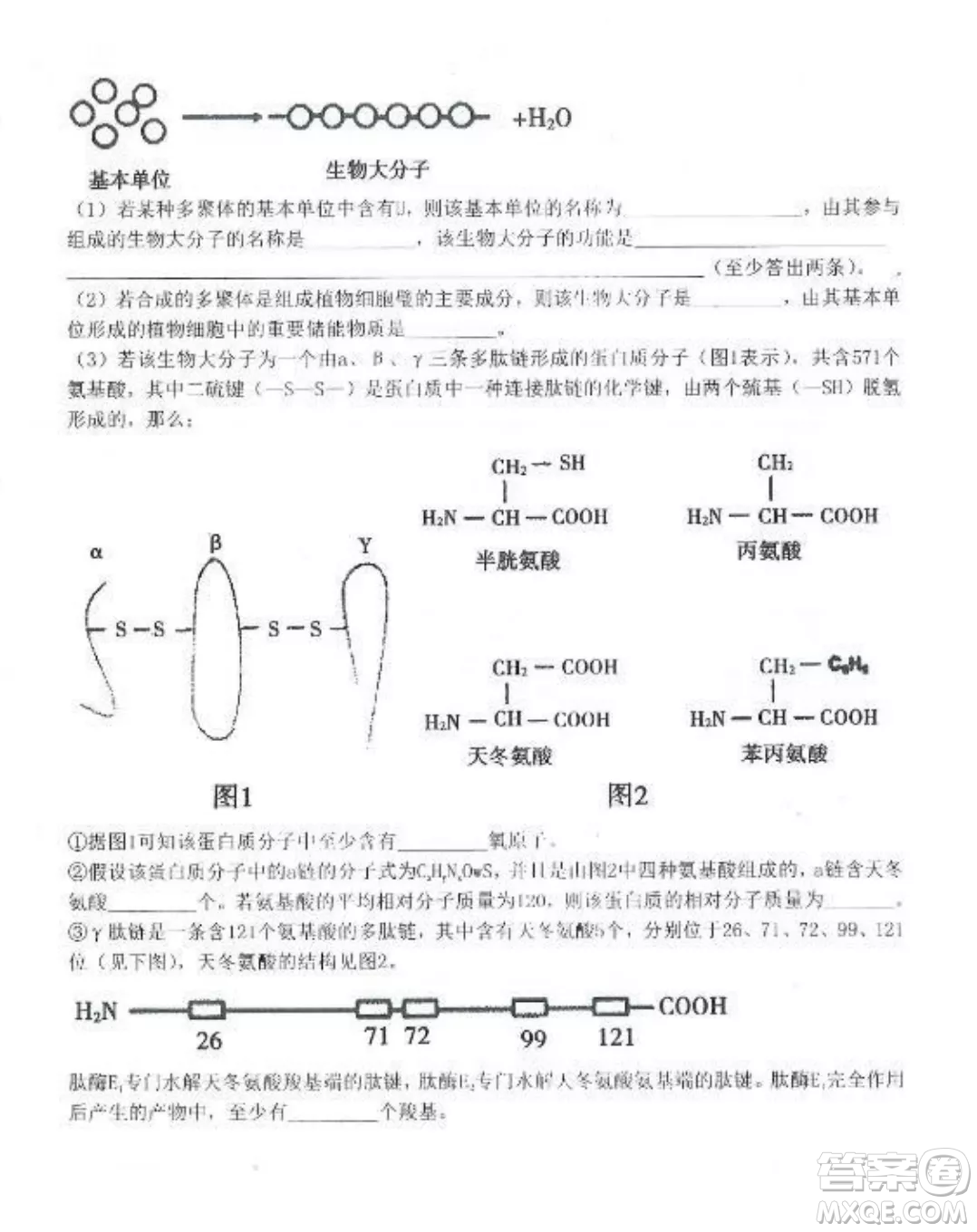 2022-2023齊齊哈爾市八校聯(lián)合體高三上學(xué)期生物期中試卷答案