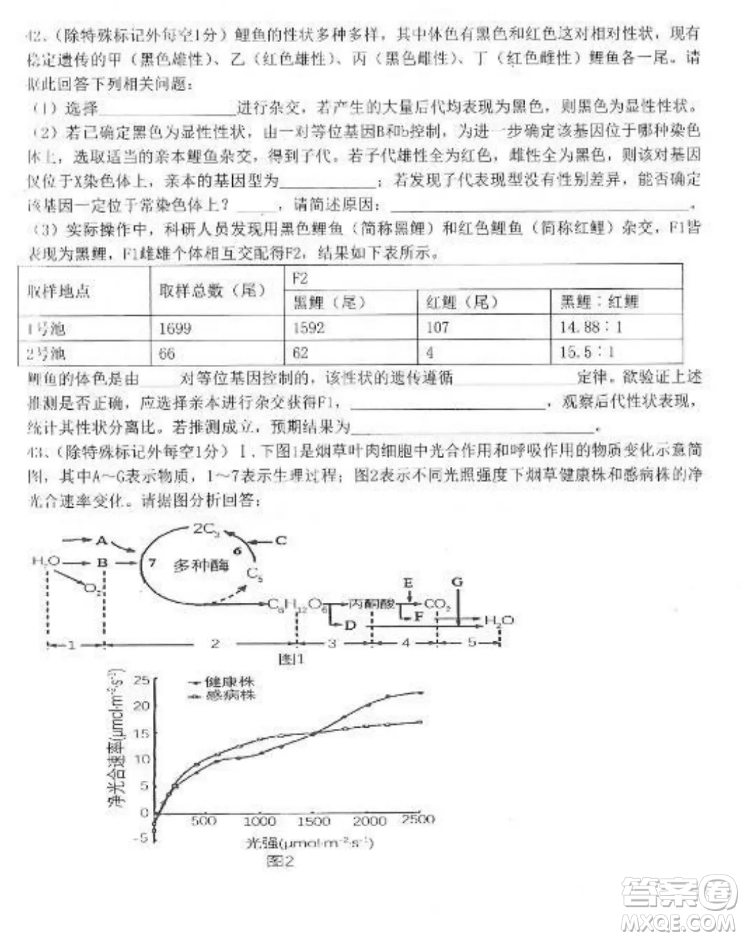 2022-2023齊齊哈爾市八校聯(lián)合體高三上學(xué)期生物期中試卷答案