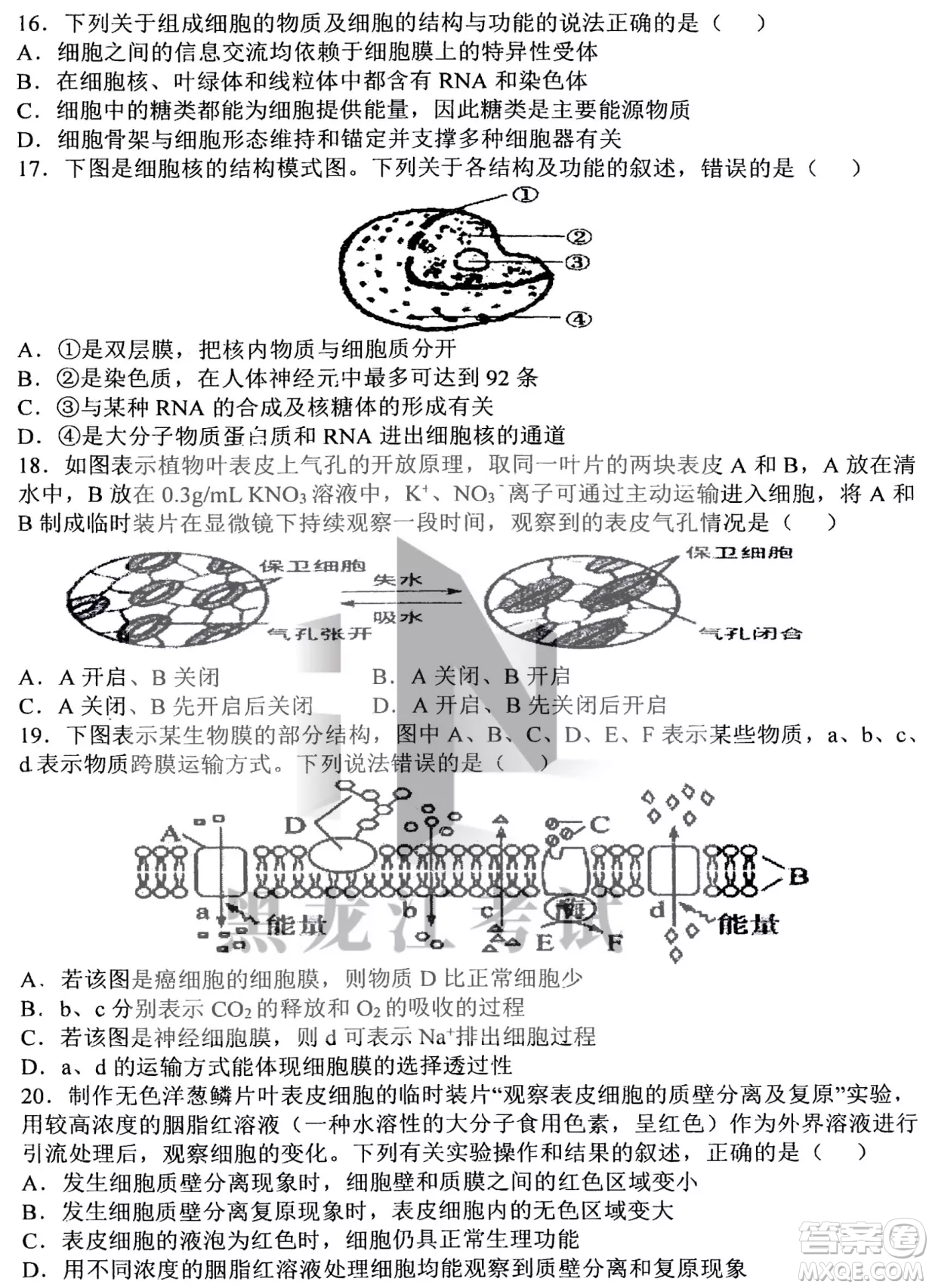 哈三中2022-2023學(xué)年度上學(xué)期高三學(xué)年第二次驗(yàn)收考試生物試卷答案