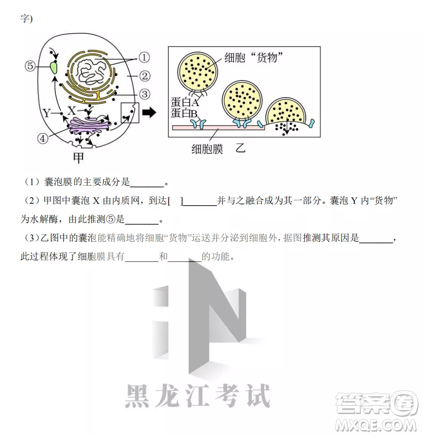 大慶實驗中學(xué)2022-2023學(xué)年度上學(xué)期月考高一生物試卷答案