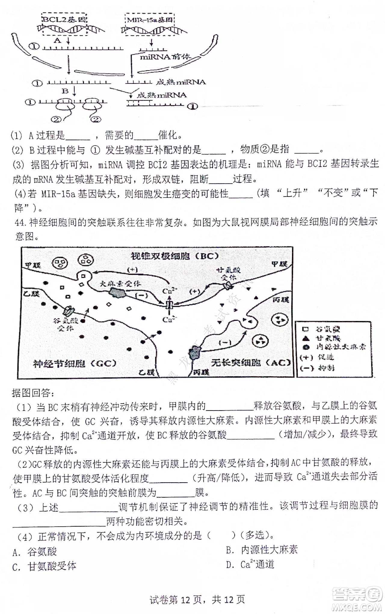 齊齊哈爾市部分地區(qū)高三上學(xué)期期中考試生物試題答案