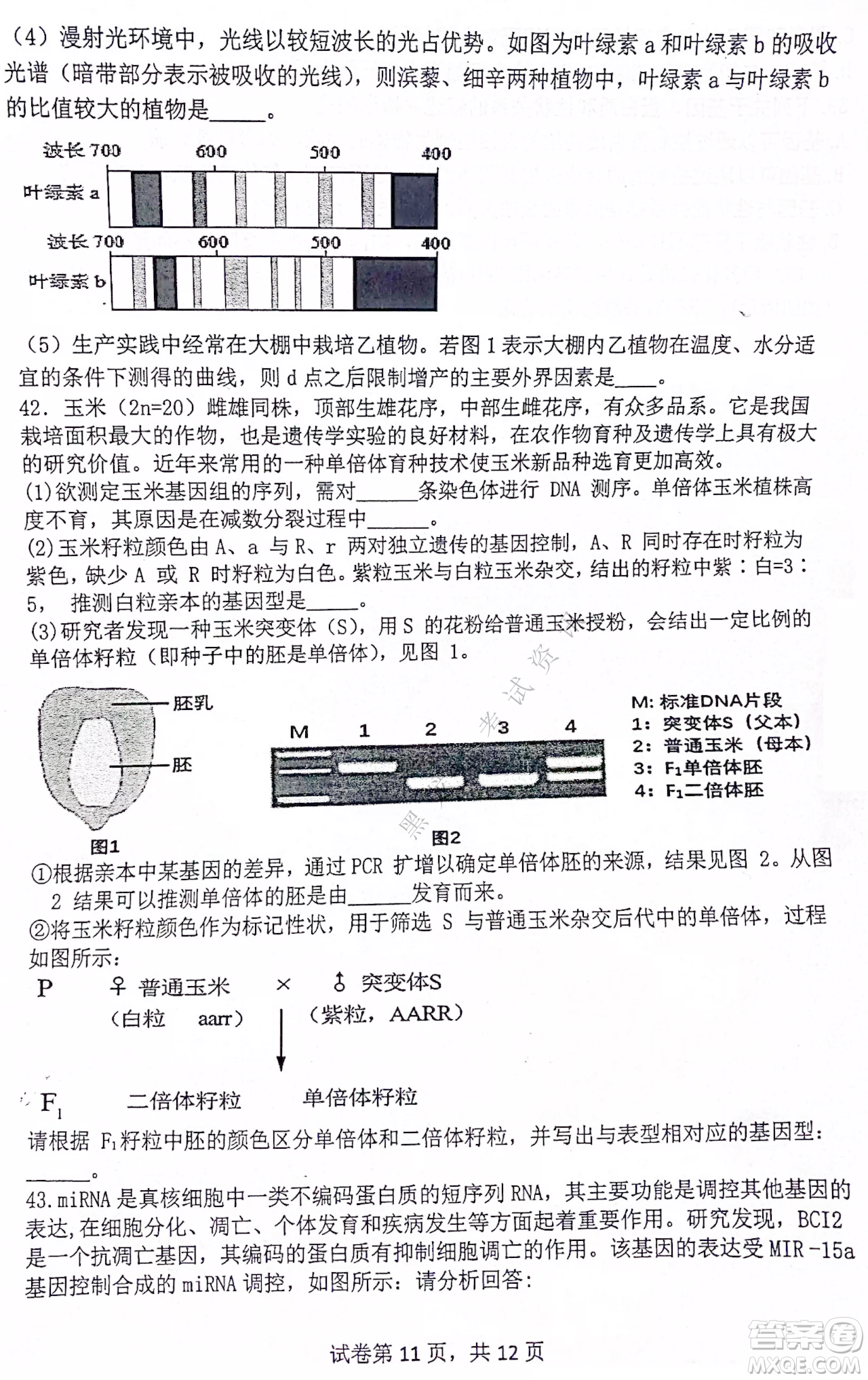 齊齊哈爾市部分地區(qū)高三上學(xué)期期中考試生物試題答案