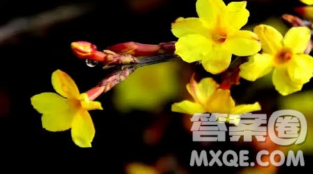 每一種草都會(huì)開(kāi)花作文600字 關(guān)于每一種草都會(huì)開(kāi)花的作文600字