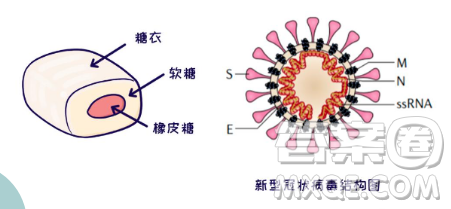 抗原檢測(cè)的原理2023高考考點(diǎn)