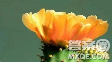 轉(zhuǎn)角的微笑作文600字 關于轉(zhuǎn)角的微笑的作文600字