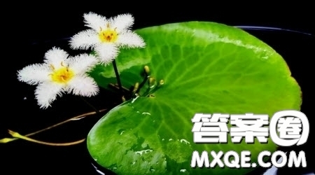 青銅葵花讀后感400字 關(guān)于青銅葵花的讀后感400字