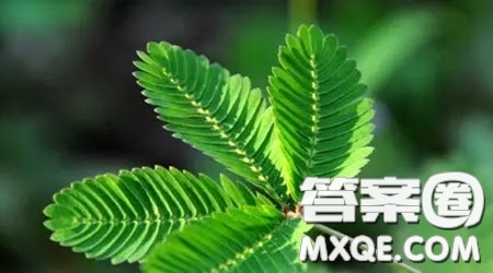 做一棵會(huì)開花的樹為思考點(diǎn)的議論文作文800字