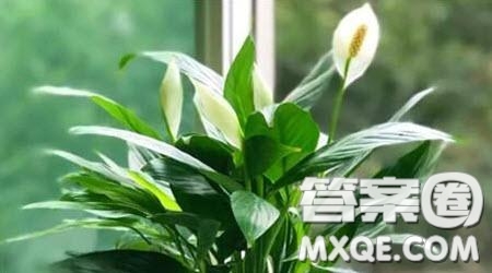 花開于何處為題作文600字 關于花開于何處為題目的作文600字