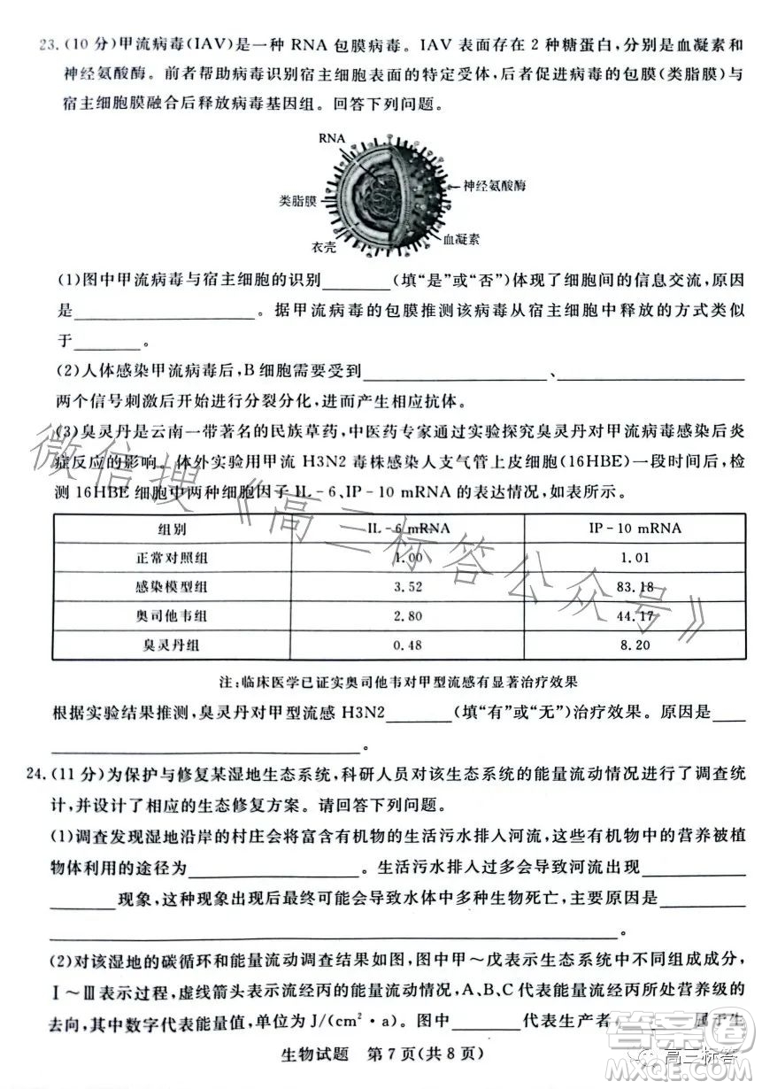 2024屆普通高等學(xué)校招生全國統(tǒng)一考試青桐鳴大聯(lián)考9月高三生物試卷答案