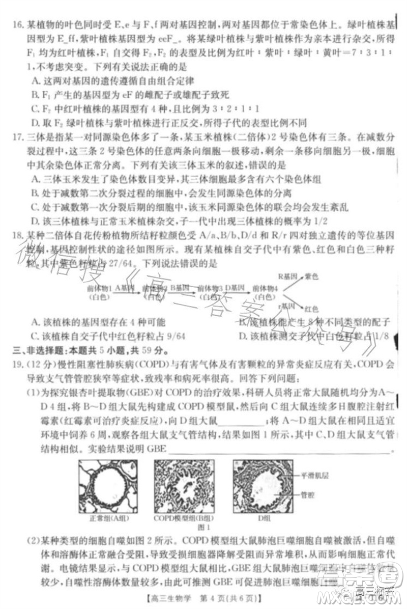 2024屆河北高三10月份質(zhì)檢聯(lián)盟期中考試24-116C生物試卷答案