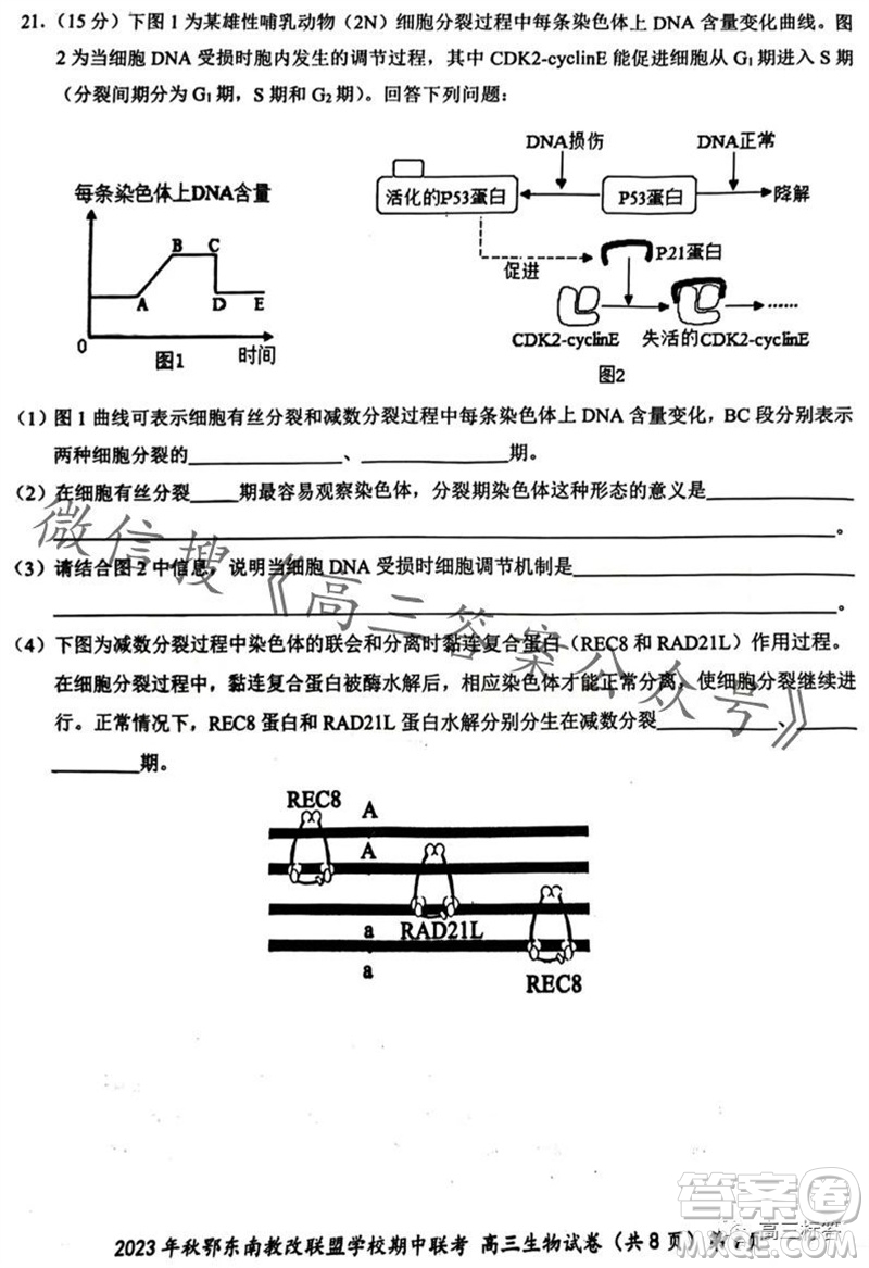 2023年秋鄂東南省級示范高中教育教學(xué)改革聯(lián)盟學(xué)校期中聯(lián)考高三生物試題答案