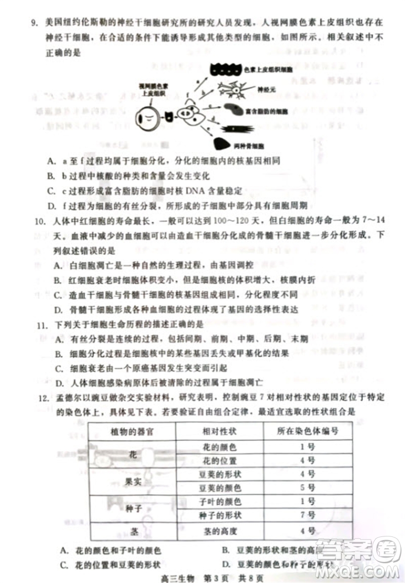 河北省新時代NT教育2024學(xué)年第一學(xué)期11月高三階段測試卷生物答案