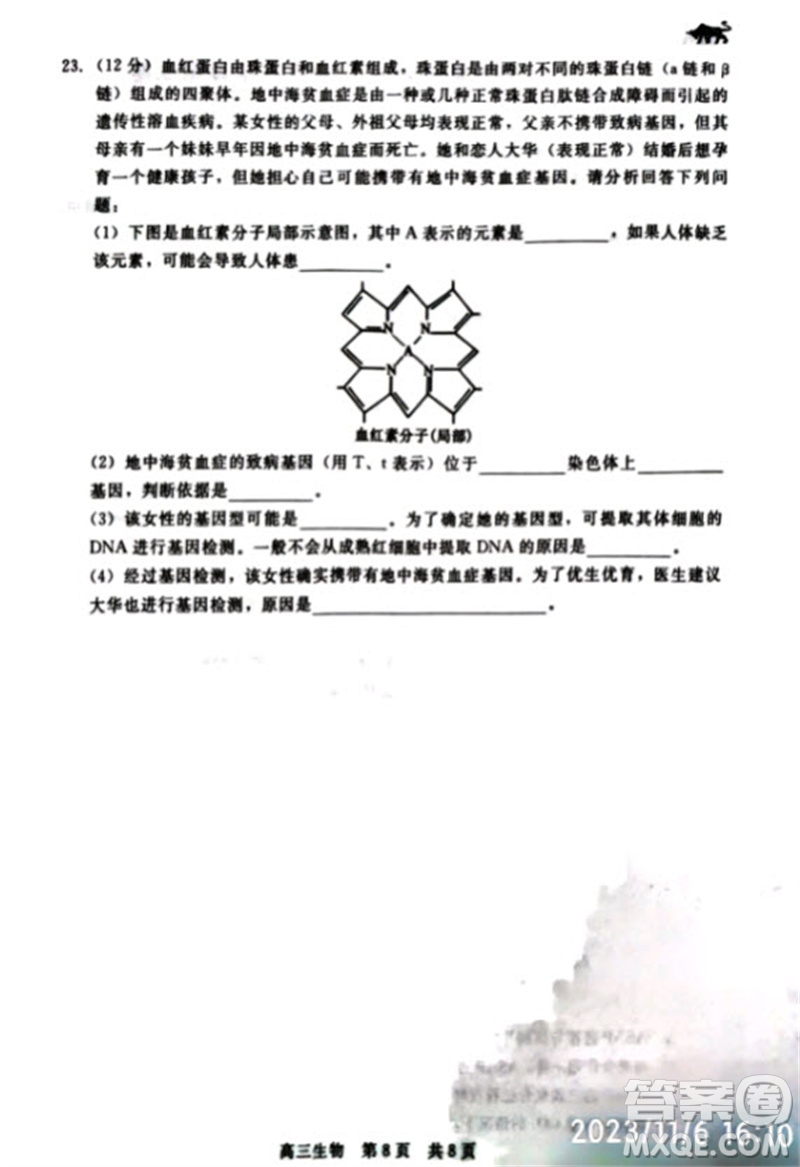 河北省新時代NT教育2024學(xué)年第一學(xué)期11月高三階段測試卷生物答案