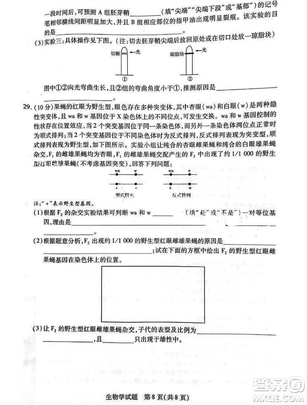 河南省天一大聯(lián)考2023-2024學(xué)年高三上學(xué)期11月階段性測試三生物試題答案