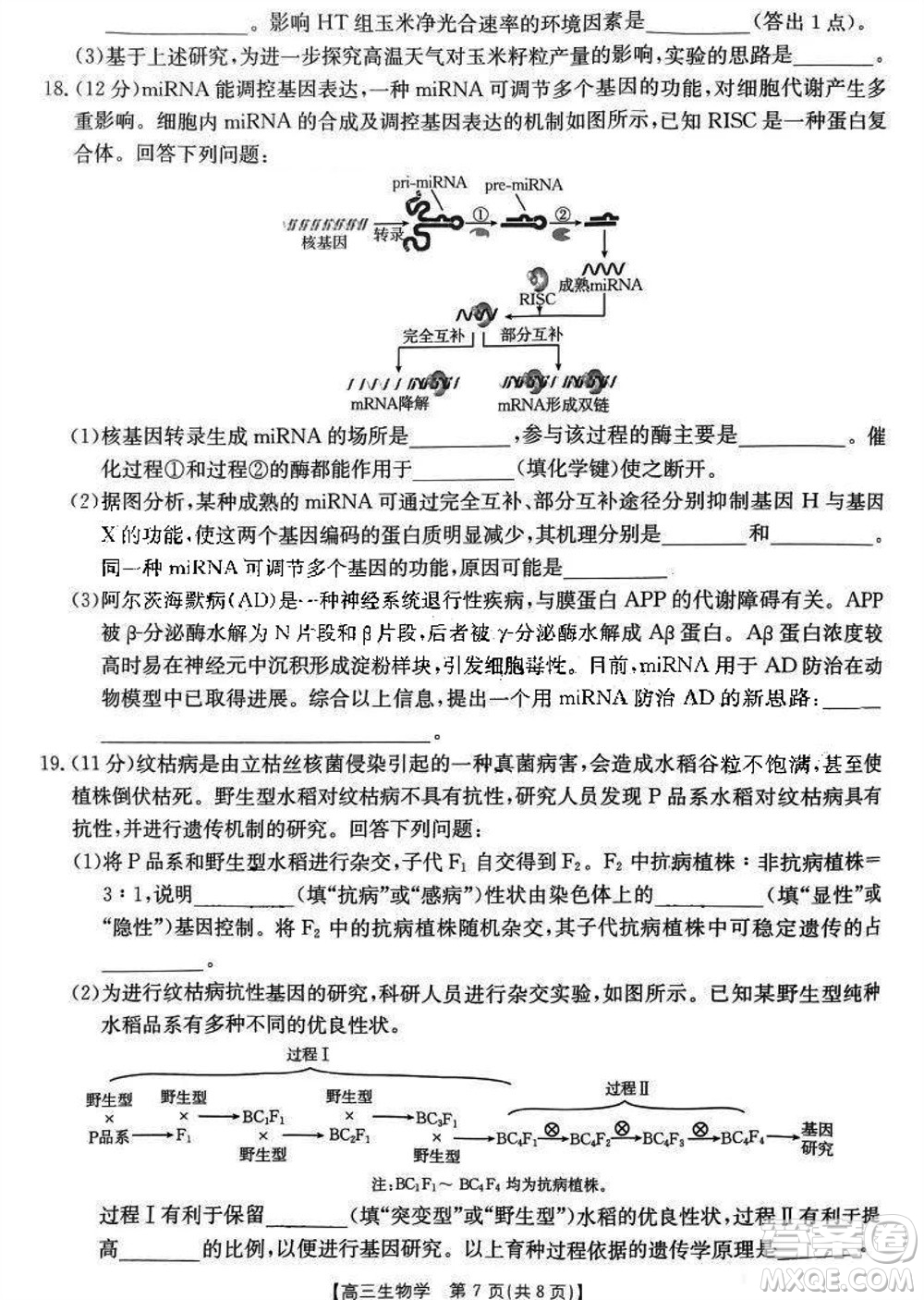 2024屆福建金太陽(yáng)高三上學(xué)期11月16號(hào)聯(lián)考生物參考答案