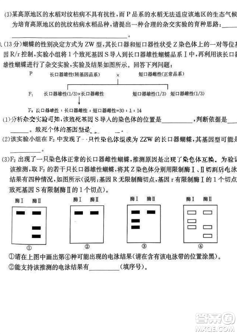 2024屆福建金太陽(yáng)高三上學(xué)期11月16號(hào)聯(lián)考生物參考答案