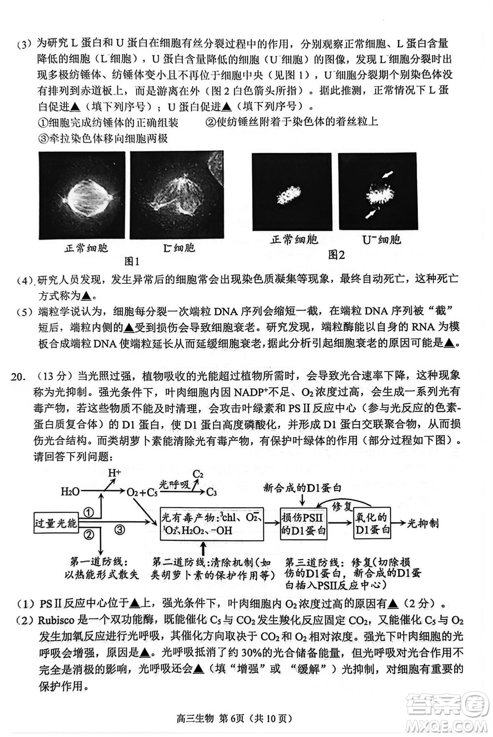 揚(yáng)州市2023-2024學(xué)年高三上學(xué)期期中檢測試題生物答案