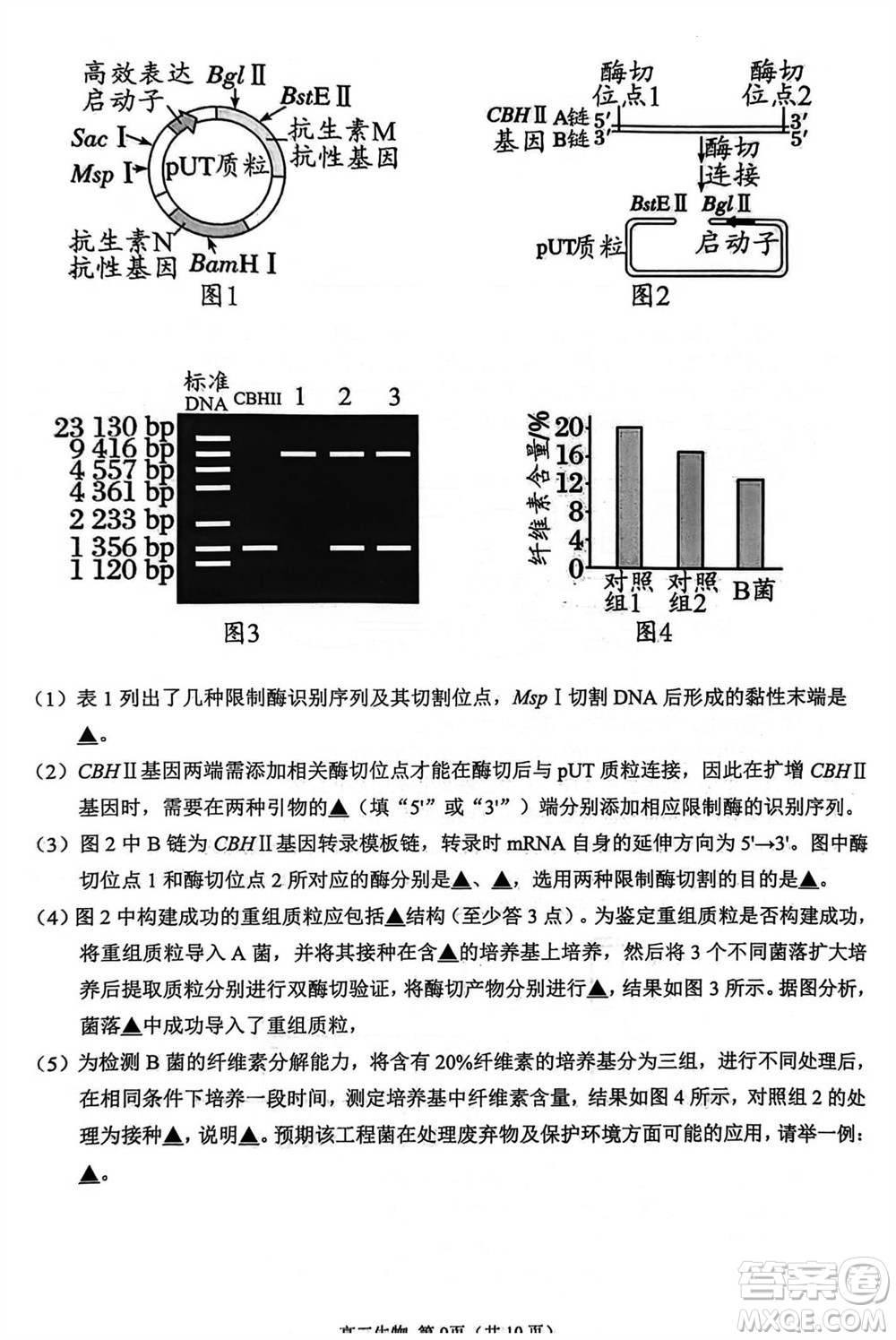 揚(yáng)州市2023-2024學(xué)年高三上學(xué)期期中檢測試題生物答案