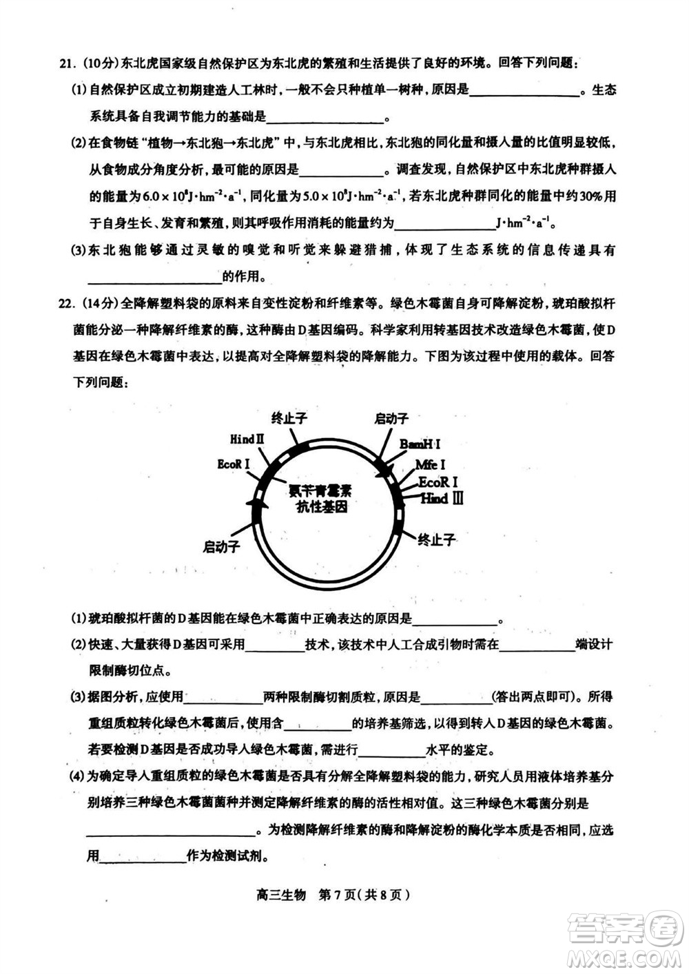 石家莊市2024屆高三上學期11月教學質量摸底檢測生物答案