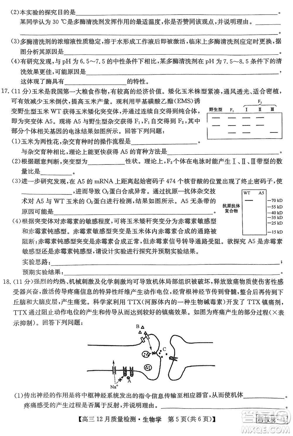 九師聯(lián)盟聯(lián)考2024屆高三12月質(zhì)量檢測新教材生物試題參考答案