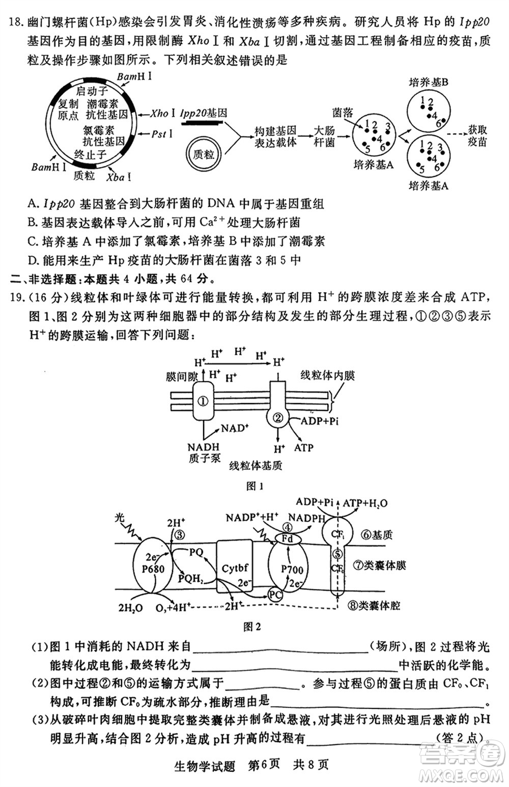 T8聯(lián)考2024屆高三上學(xué)期第一次學(xué)業(yè)質(zhì)量評(píng)價(jià)生物參考答案